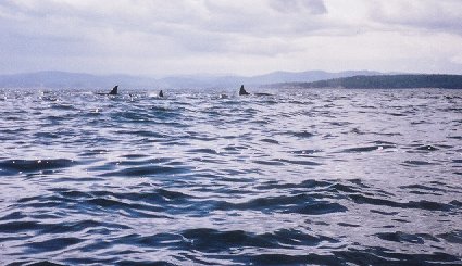 orcas