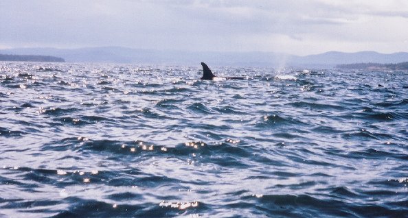 orcas